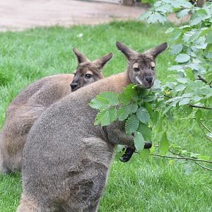 Red-necked wallaby