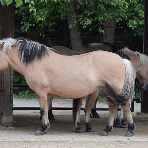 Fjord horse