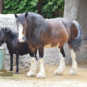 Shire horse