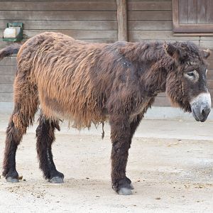 Poitou donkey
