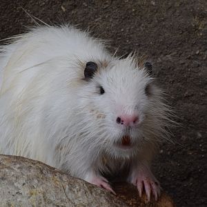 Nutria