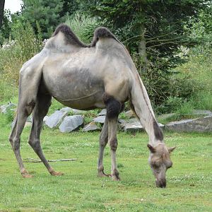 Domestic bactrian camel