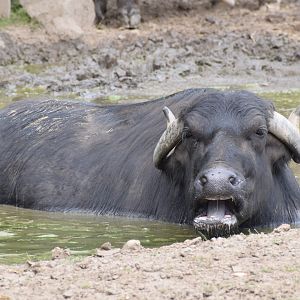 Domestic water buffalo