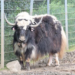 Domestic yak