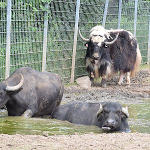 Domestic yak and water buffalos