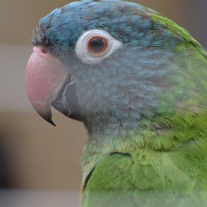 Blue-crowned parakeet - Papouščí Zoo Bošovice