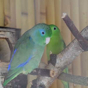 Spectacled parrotlet - Papouščí Zoo Bošovice