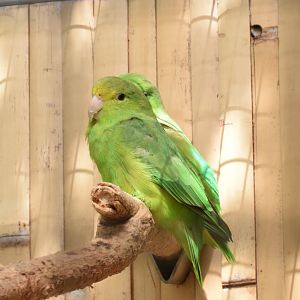 Turquoise-winged parrotlet - Papouščí Zoo Bošovice