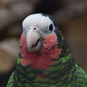 Cuban amazon - Papouščí Zoo Bošovice
