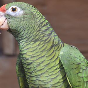 Tucuman amazon - Papouščí Zoo Bošovice