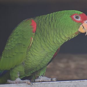 Red-spectacled amazon - Papouščí Zoo Bošovice