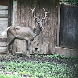 Siberian Wapiti (spare bull)