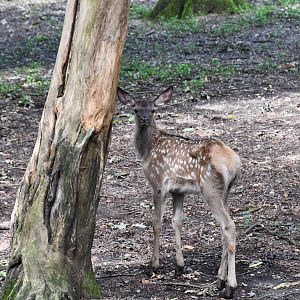 Siberian Wapiti calf