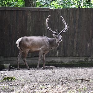 Siberian Wapiti (herd bull)