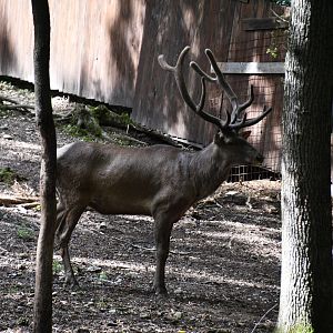 Siberian Wapiti (herd bull)
