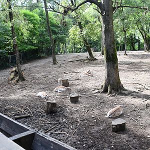 Fallow Deer exhibit