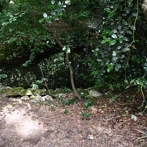 Eurasian Otter exhibit