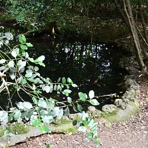 Eurasian Otter exhibit