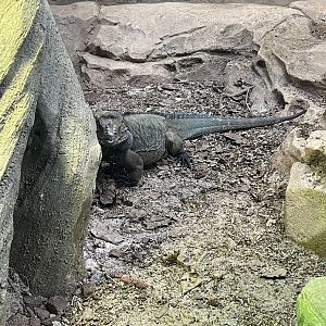 Rhinoceros Iguana (Cyclura cornuta)
