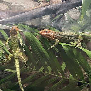 Caiman Lizard (Dracaena guianensis)