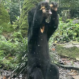Malayan Sun Bear (Helarctos malayanus malayanus)