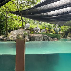 Dalmatian Pelicans (Pelecanus crispus)