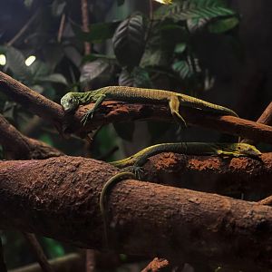 Emerald Tree Monitor