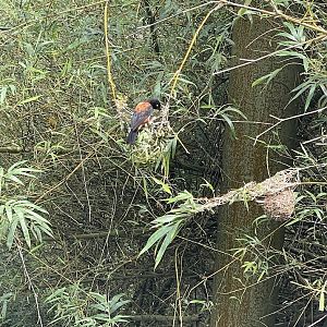 Chestnut-and-black Weaver male (Ploceus nigerrimus)