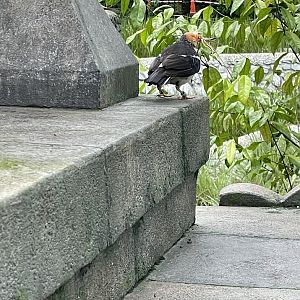 Asian Pied Starling (Gracupica contra)