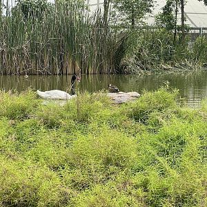 Black-necked Swan (Cygnus melancoryphus) & Ringed Teal (Callonetta leucophrys)