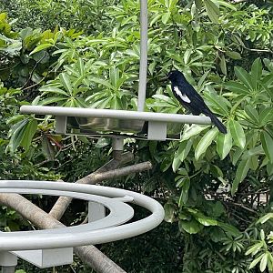 Seychelles Magpie-robin (Copsychus sechellarum)