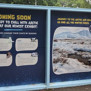 2024-07-09-vilas-arctic-fox-info-01