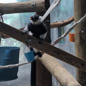 2024-07-09-vilas-primates-02