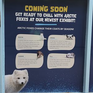 2024-07-09-vilas-arctic-fox-info-02