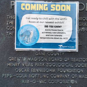 2024-07-09-vilas-arctic-fox-info-03