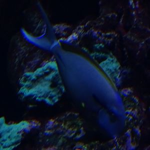Surgeonfish ID (Haus der Natur Salzburg, april 2024)