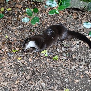 Eurasian Otter
