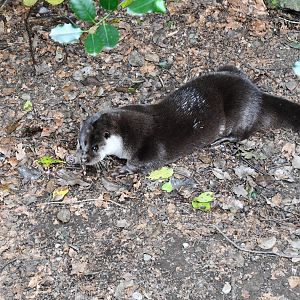 Eurasian Otter