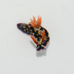 Painted hypselodoris (Hypselodoris infucata)