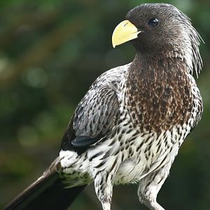 Western Plantain-eater (Crinifer piscator)