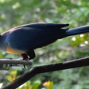 Great Blue Turaco (Corythaeola cristata)