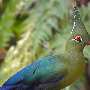 Schalow's Turaco (Tauraco schalowi)