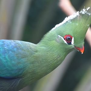 Livingstone's Turaco (Tauraco livingstonii)