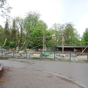 Forest buffalo + hamadryas baboon enclosure