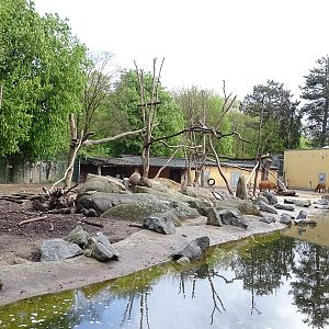 Forest buffalo + hamadryas baboon enclosure