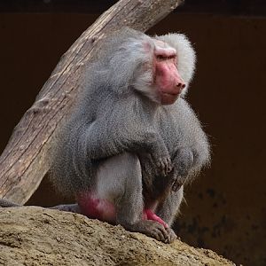 Hamadryas baboon (Papio hamadryas)