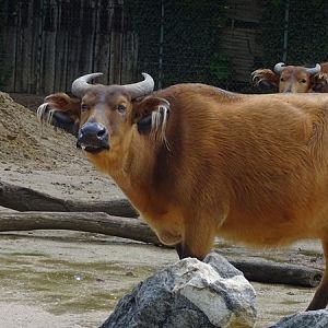 Red buffalo (Syncerus caffer nanus)
