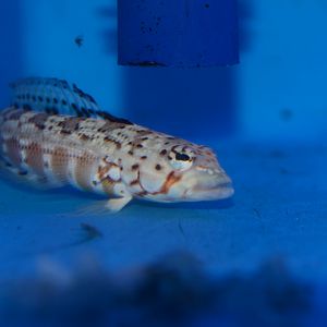 Blackflag sandperch (Parapercis signata)