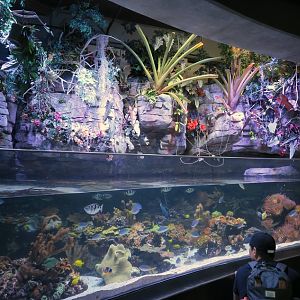 Tropical Pacific Gallery - Coral Lagoon
