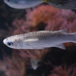 Squaretail mullet (Ellochelon vaigiensis)